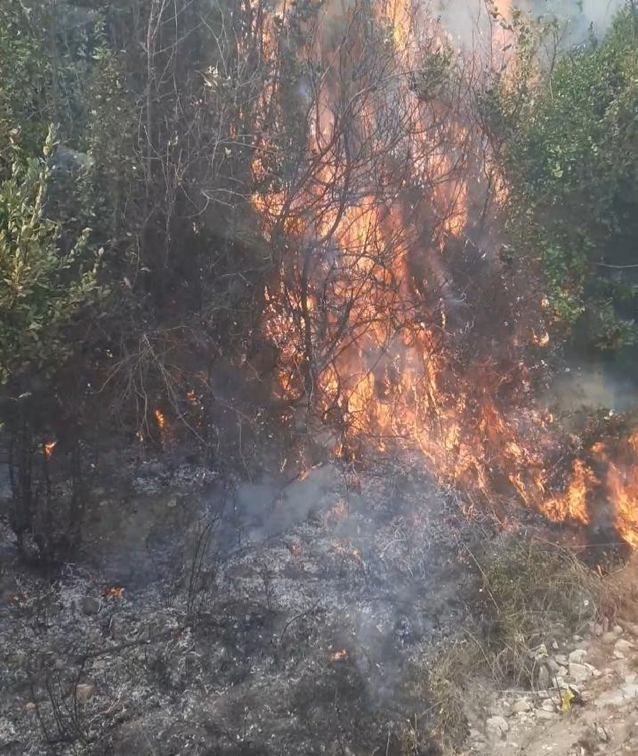 Samanda�'da zeytinlikte yang�n ��kt�