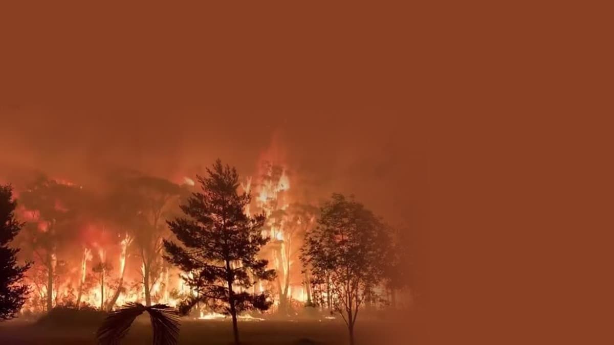 Yangnlar Avustralya'daki ormanlarn yzde 21'ini yok etti 