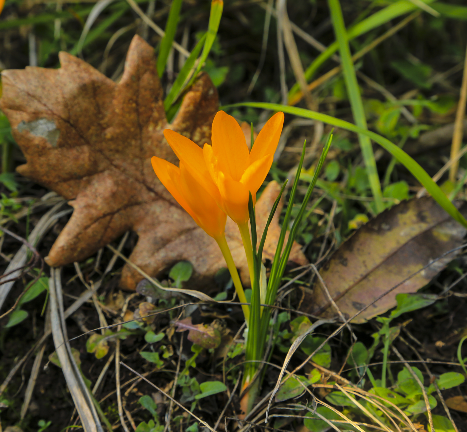 �stanbulensis mevsimi