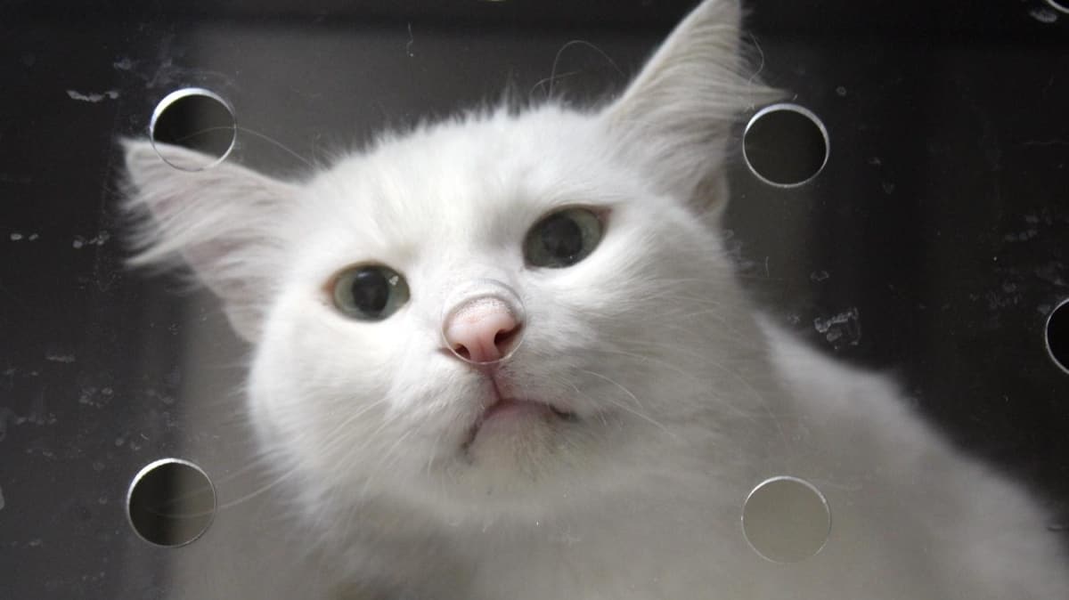 Hayvanlardaki koronavirs insana bulamaz