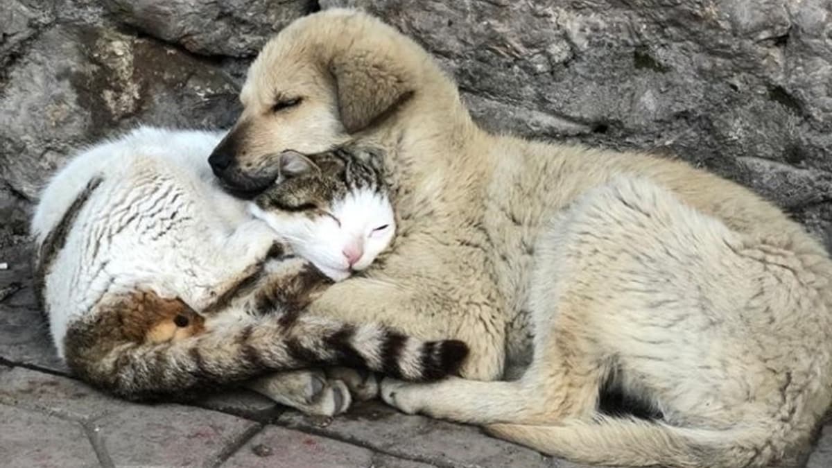 Kedi ve kpein rnek dostluu 