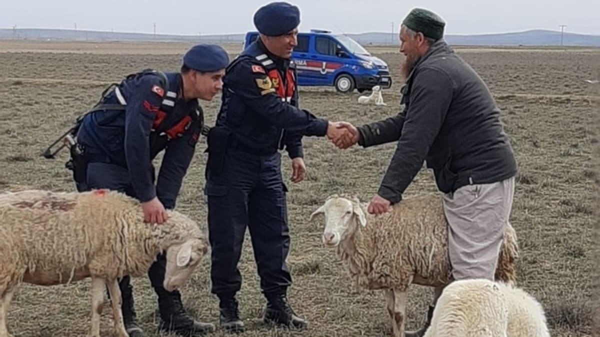 Rus koyun hrsz yakaland 