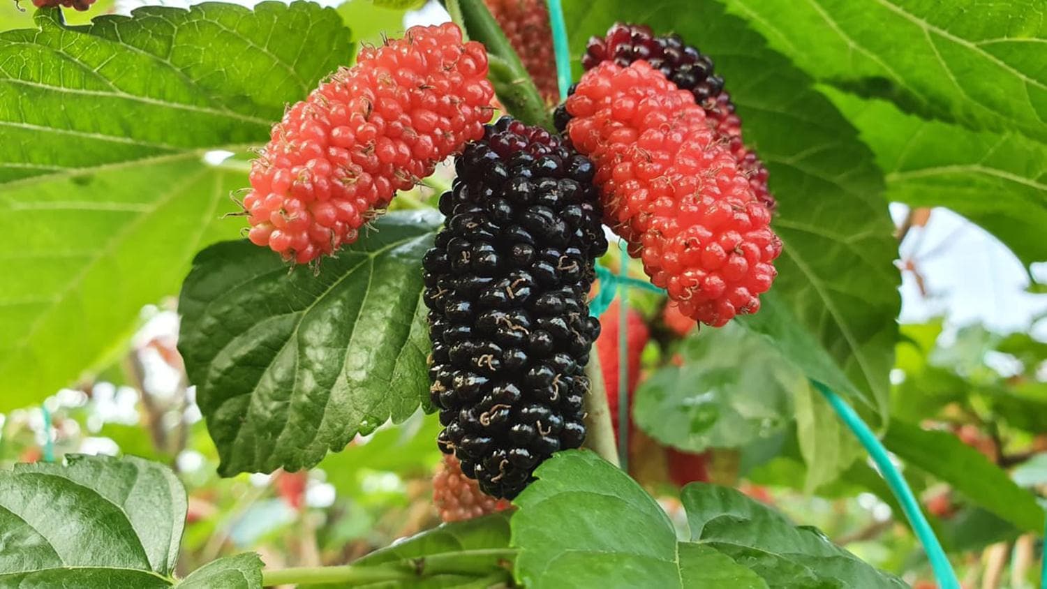 Y�l�n ilk karadut hasad�