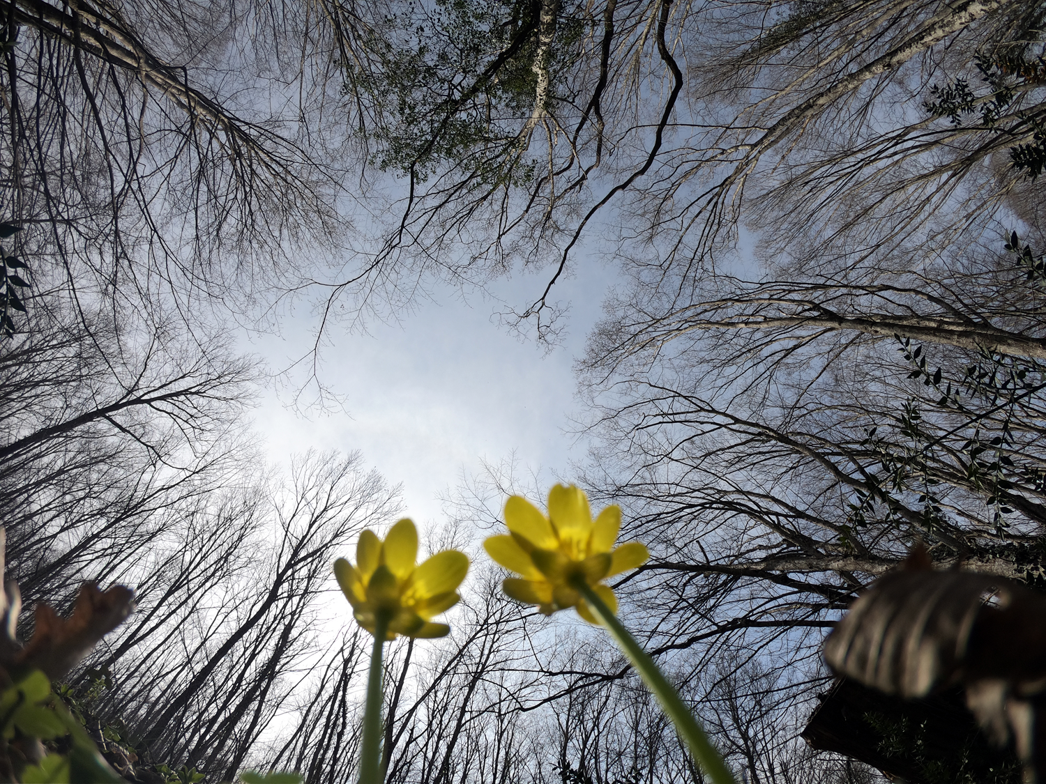 Avrupa'n�n en b�y�k longoz ormanlar� her mevsim ayr� g�zel...