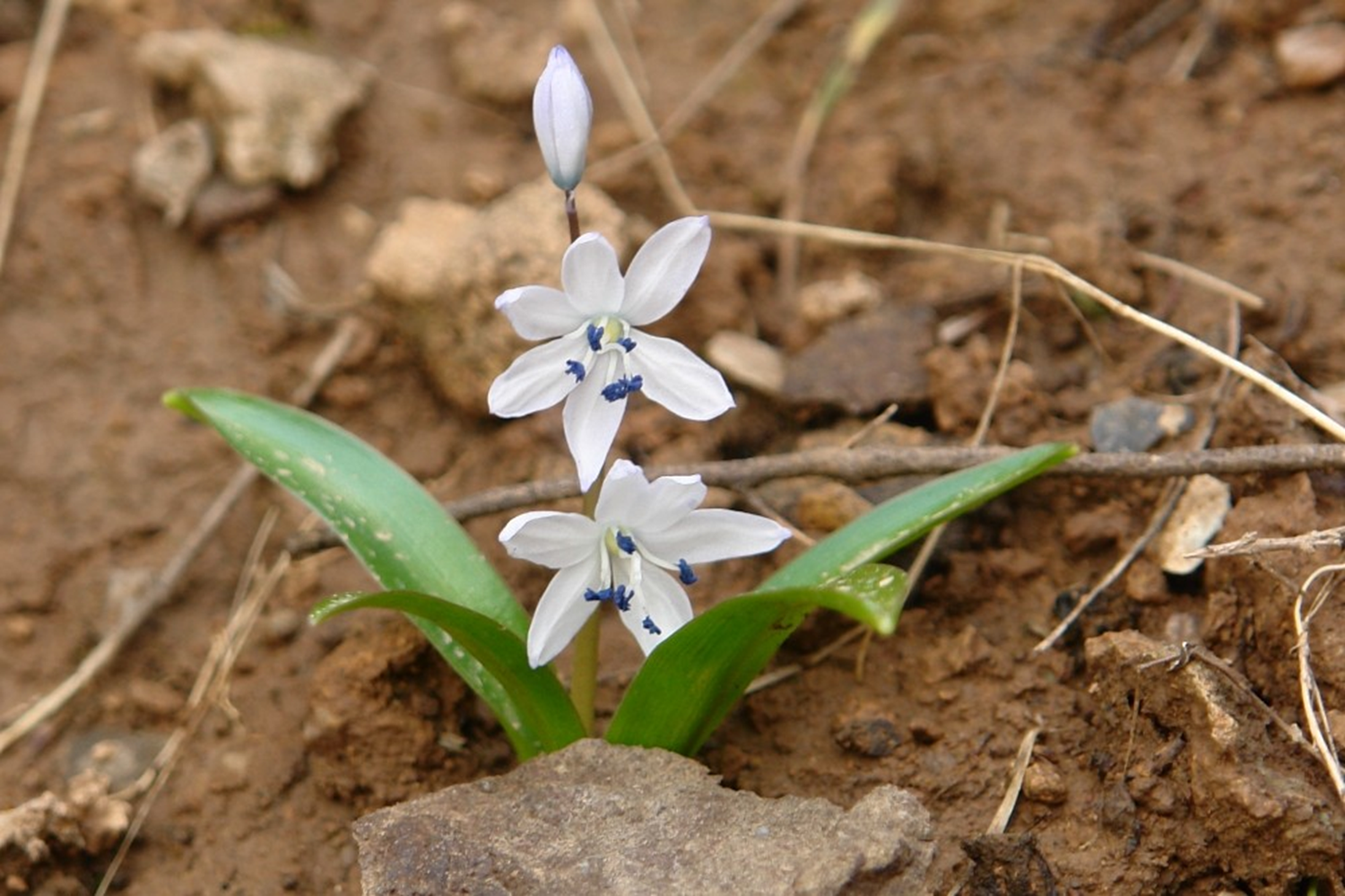 �nl� botanik�i Hakk�ri'de endemik bir bitki t�r� ke�fetti