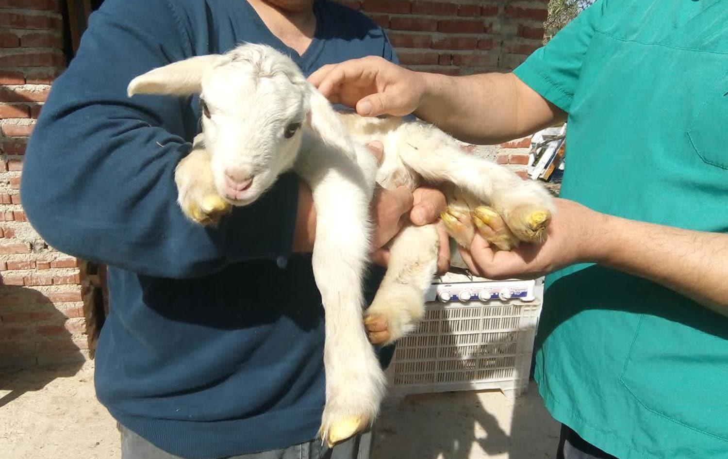 6 bacakl� do�du!