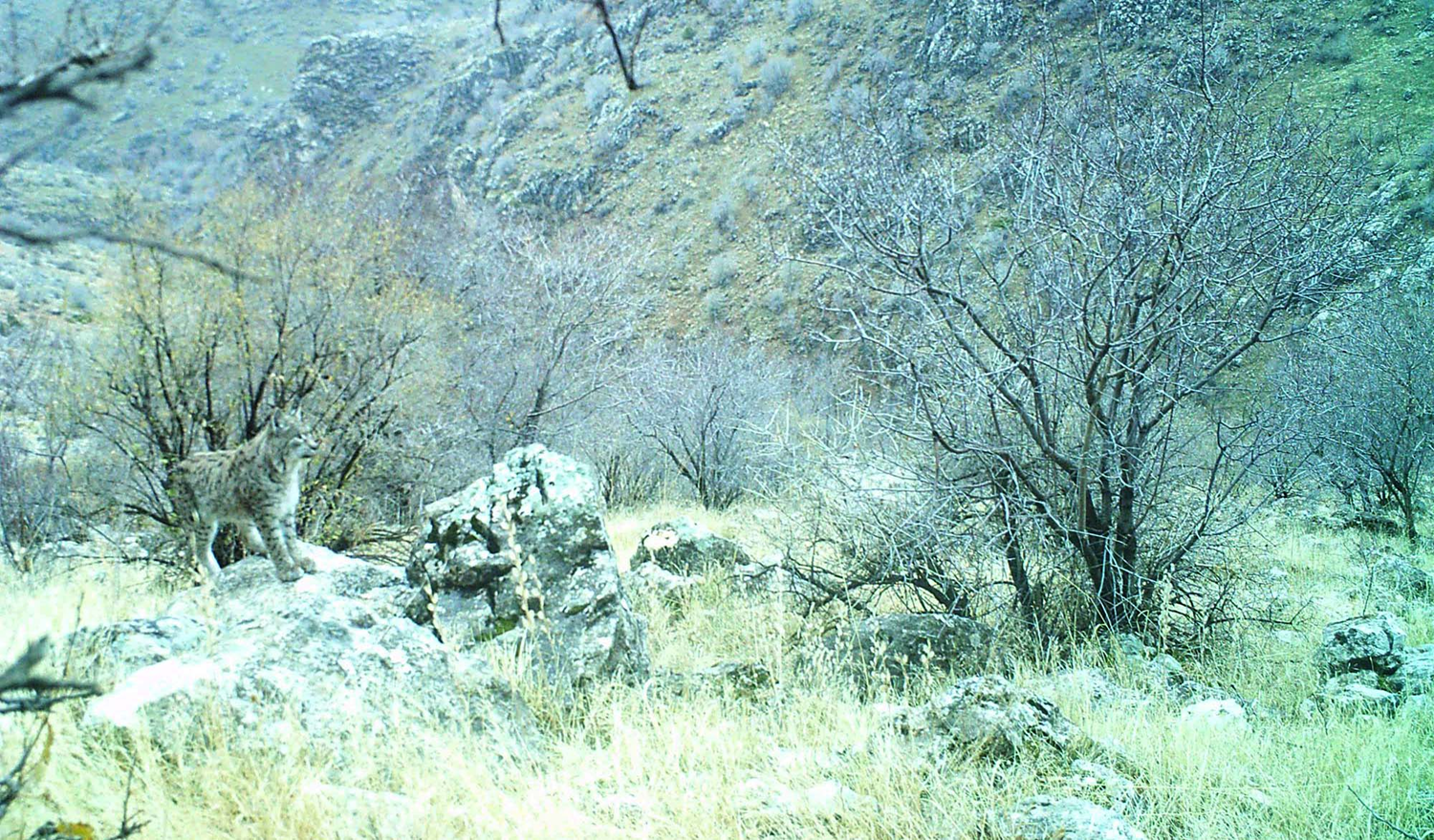 Nesli t�kenme tehlikesi alt�nda olan va�ak g�r�nt�lendi