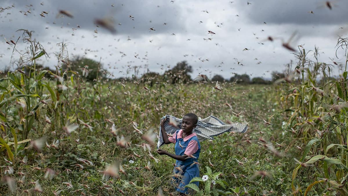 �ekirge istilas� ne anlama geliyor? �ekirge istilas� nerede?