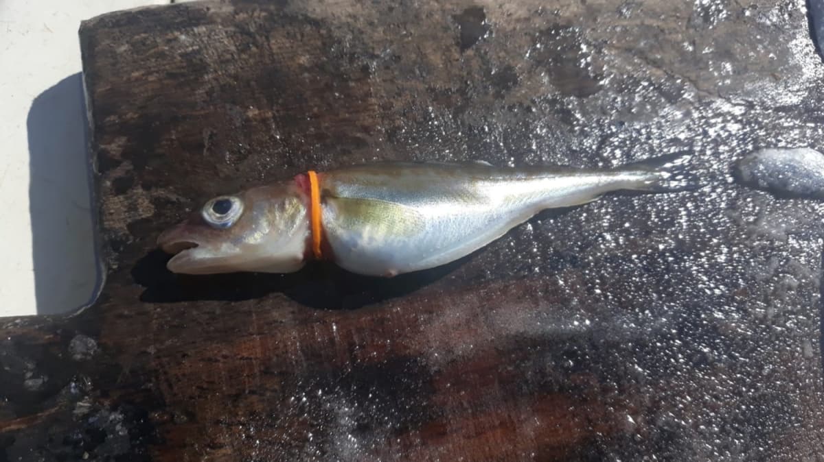 Deniz canllar plastik tehdidi altnda