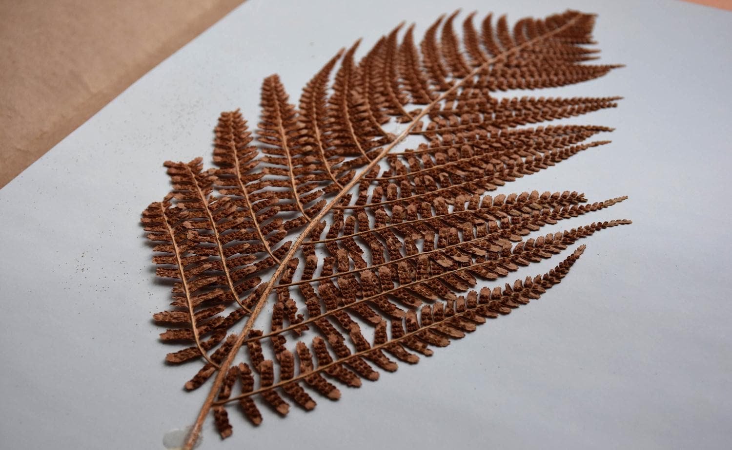 30 bin bitkilik 'Herbaryum'