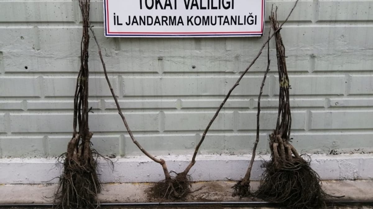 Fidan hrszn JASAT yakalad 