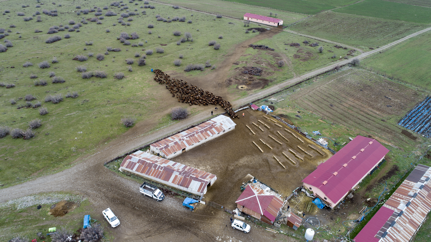Hareketlerindeki uyum mest ediyor! lk baharn habercileri