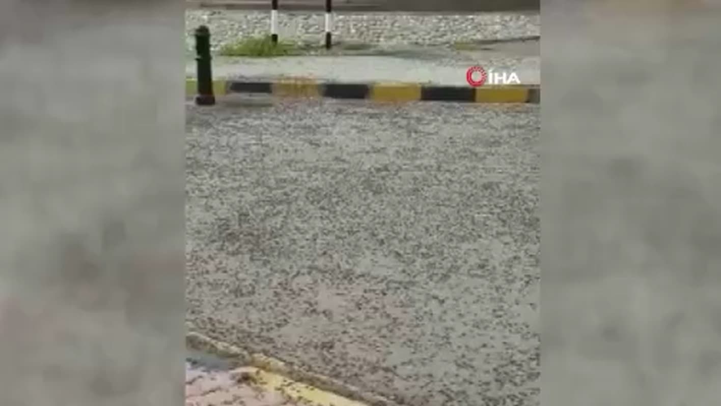 Milyonlarcas� sokaklar� istila etti