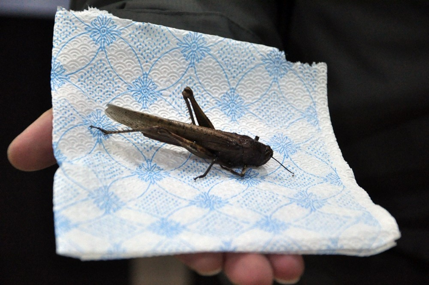 Y�ksekova'da g�r�ld�