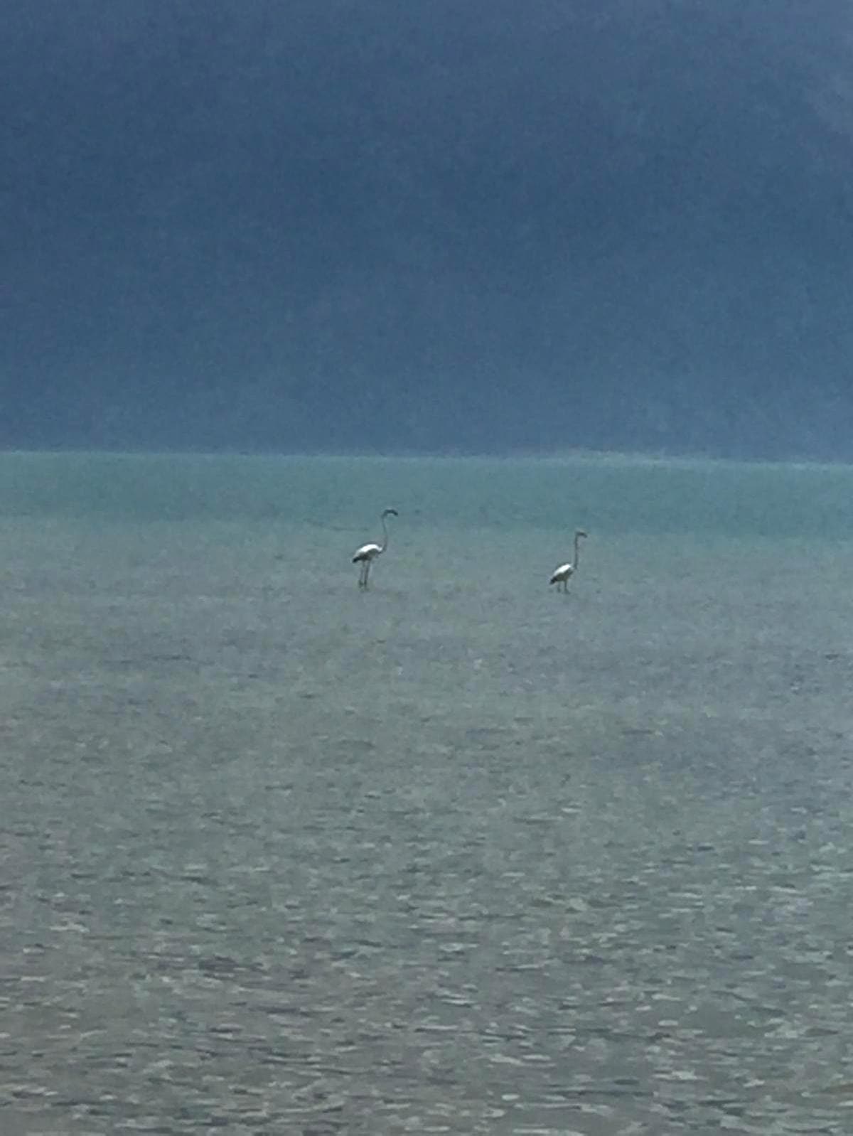 E�irdir'de ilk kez g�r�ld�!