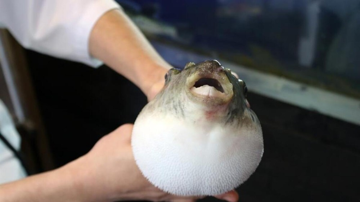 Balon bal���n�n avlanma yasa�� kald�r�ld�