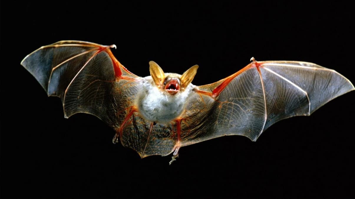 Binlerce yarasa �l�s� �sraillileri korkuttu! 'Bu insanl���n sonu'