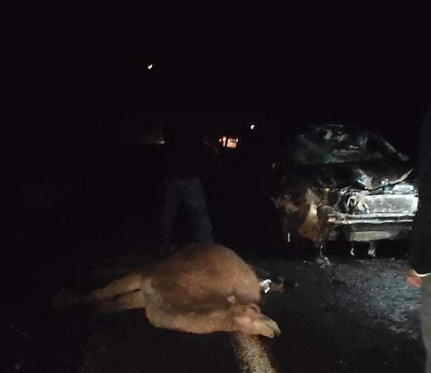 Direksiyon hakimiyetini kaybeden s�r�c�, deve s�r�s�ne �arpt�