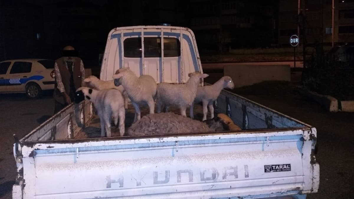 Aliaa'da iftinin koyunlarn gasp eden 5 kii tutukland 