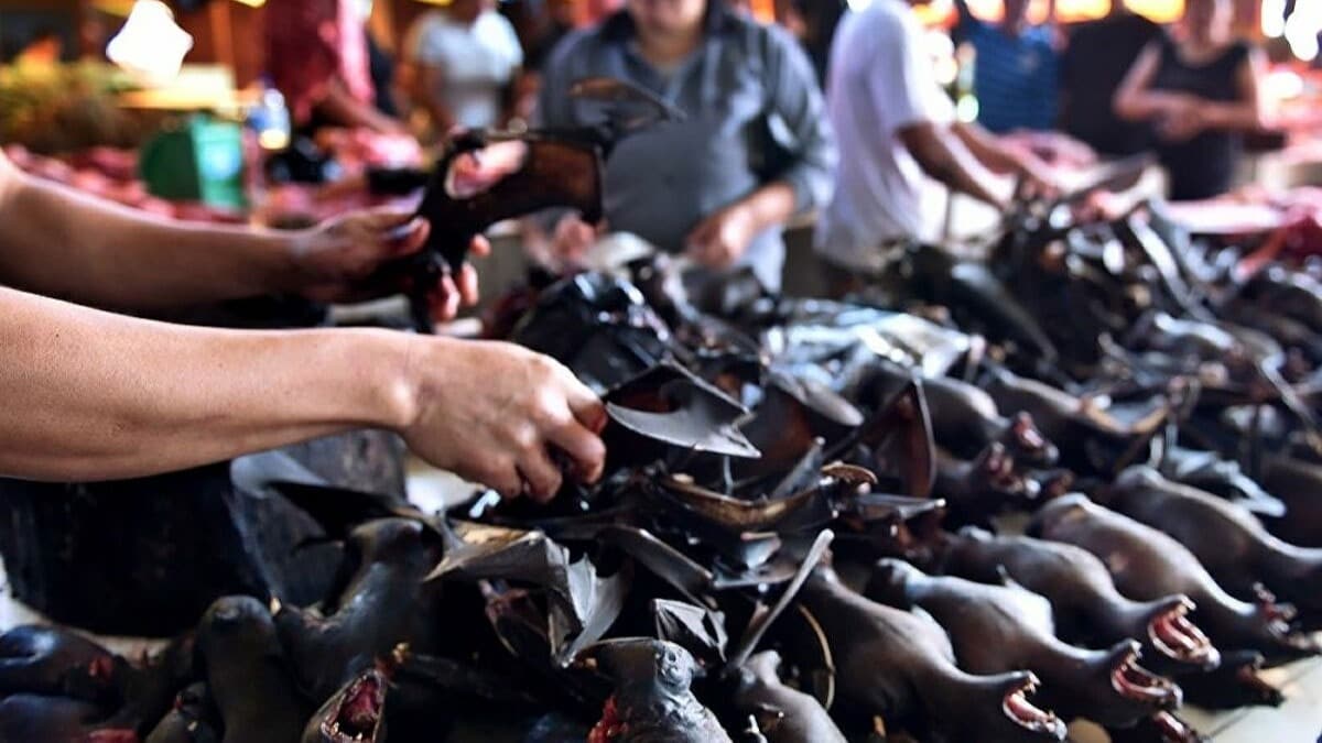 in'in Guangdong eyaleti, vahi hayvan eti yiyenlere para cezas verecek