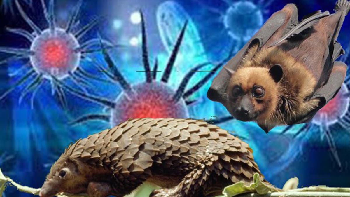 Yarasa ve Pangolin yenmesi yasakland�!