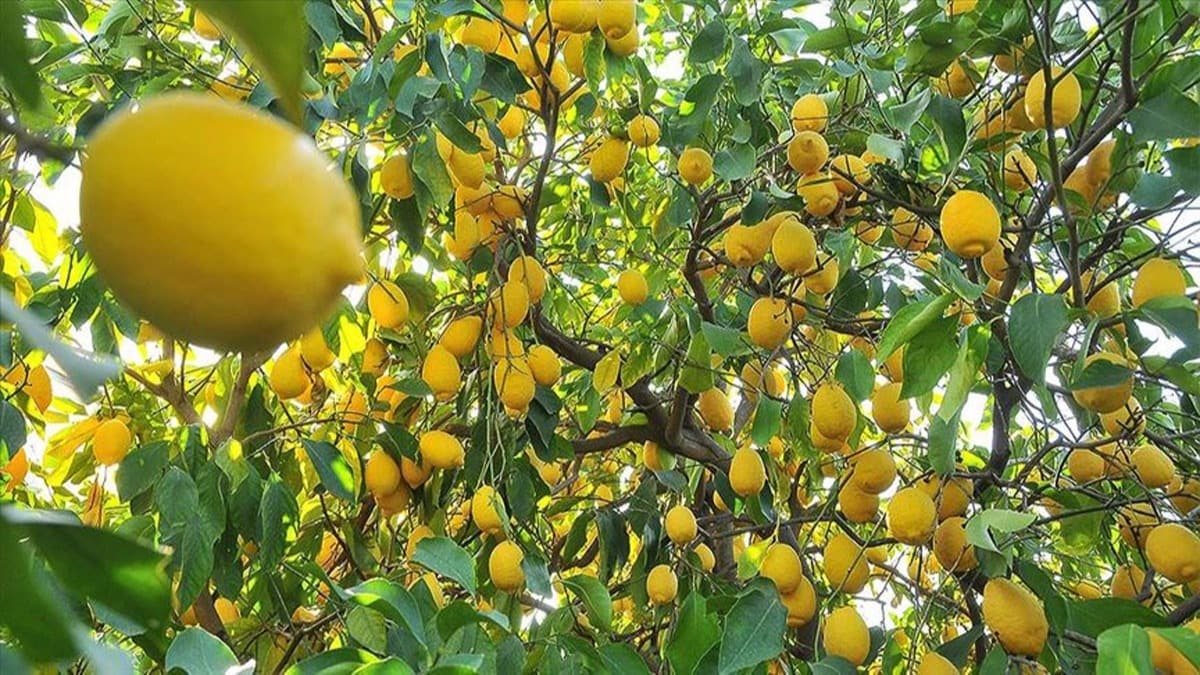 Resim Gazete'de yaymland, limon ihracat n izne baland 