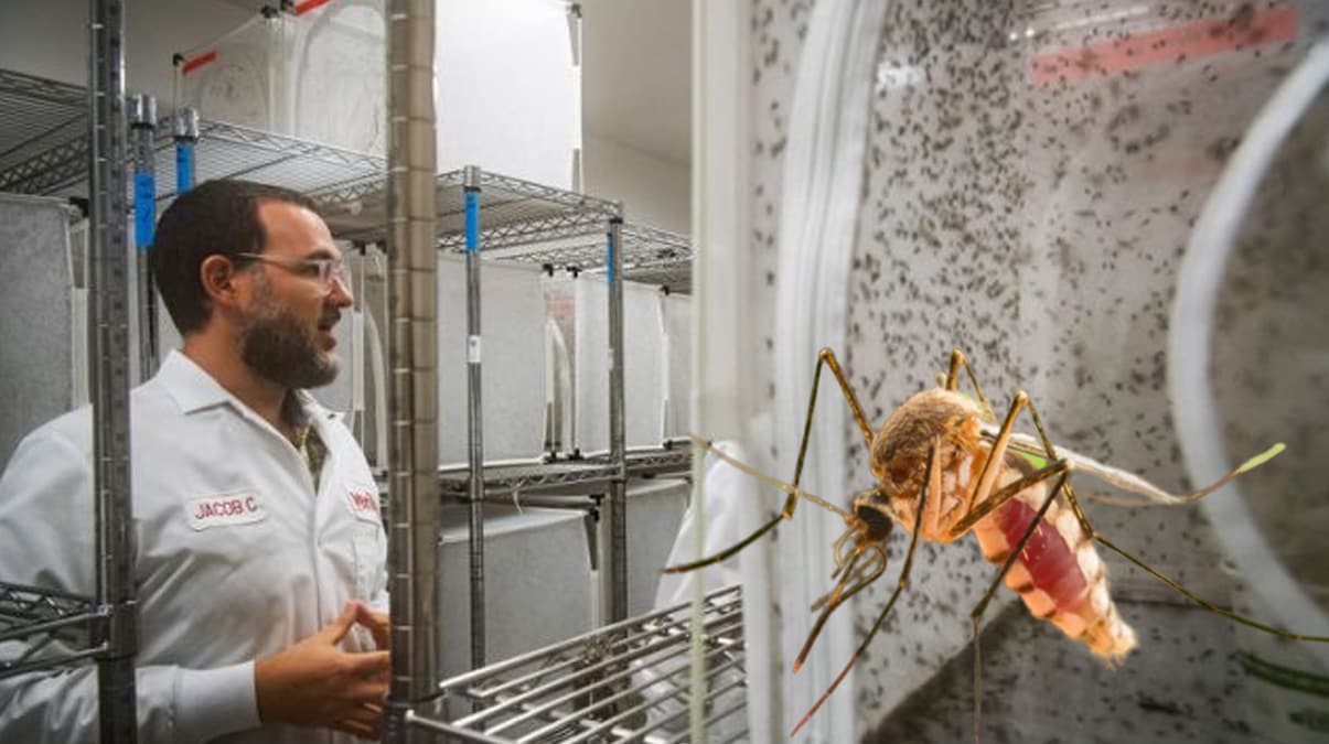 Alphabet'in sivrisinekleri tarih yazacak! �lk testler 'm�kemmel'