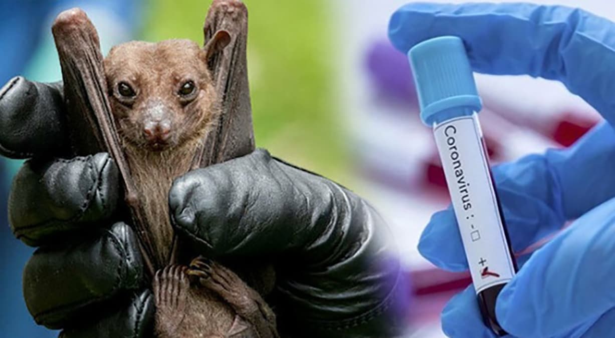 Yarasa de�il domuz!