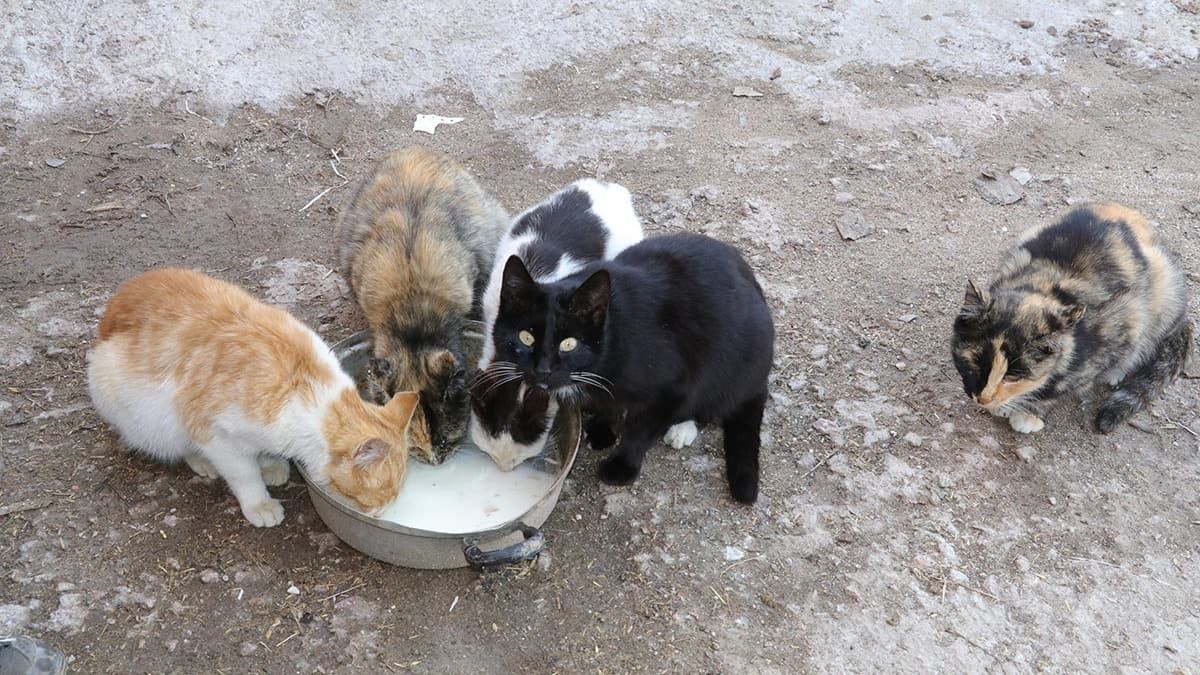 Kedi virs bulatrr m? Aklama geldi