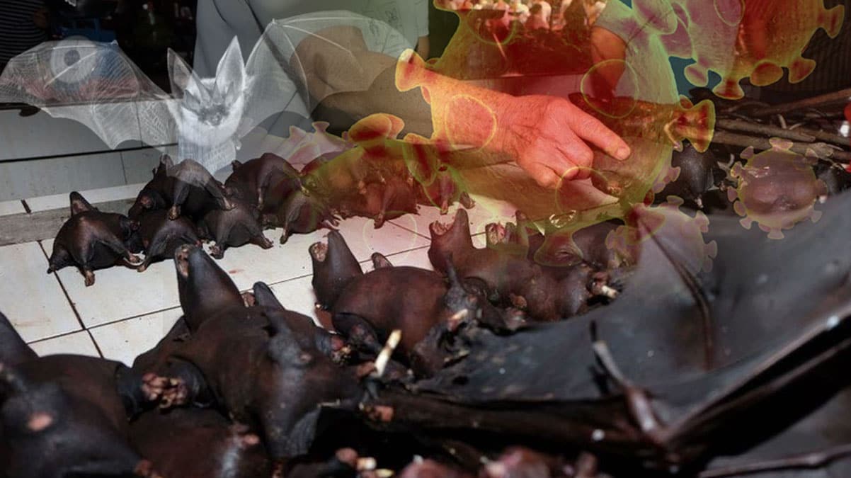 Dikkat �eken bulgu: Yarasalarda kendini y�llarca g��lendirdi