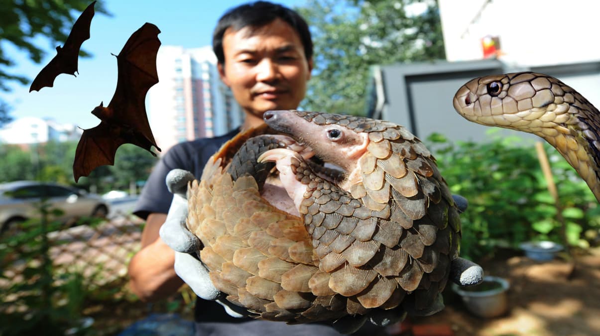 Koronavirs aratrmalarnda kayp halka: Pangolin