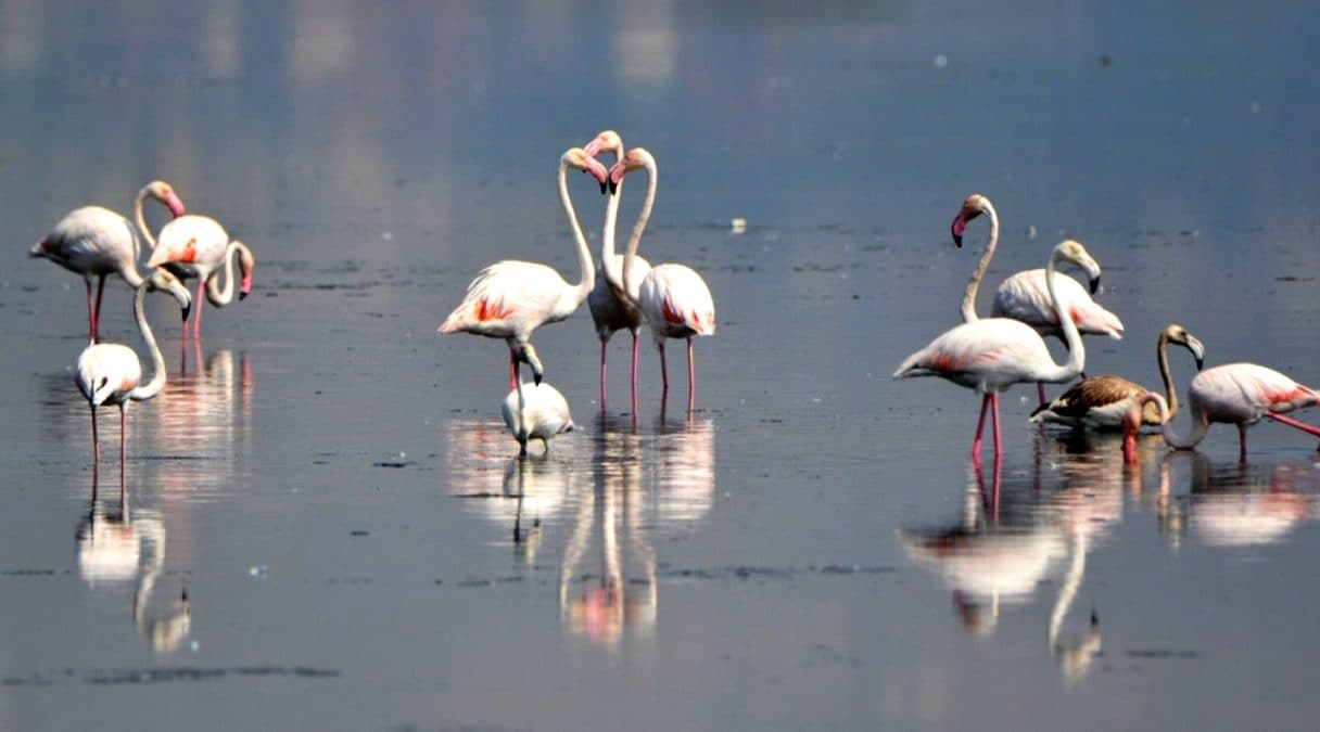 Bilimsek ara�t�rmalar o ger�e�i a���a ��kard�! Onlarda uzun s�reli dostluklar kuruyor