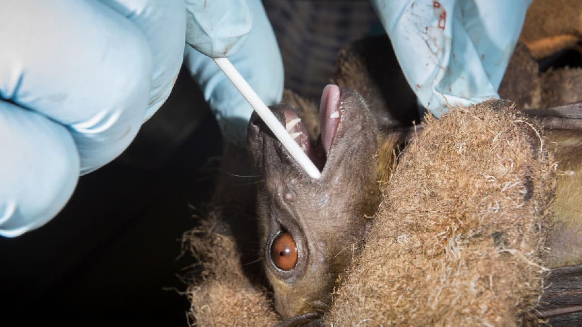 Koronavir�s insanlara neden bula�t�? ��te bilim insanlar�n�n yan�t�!