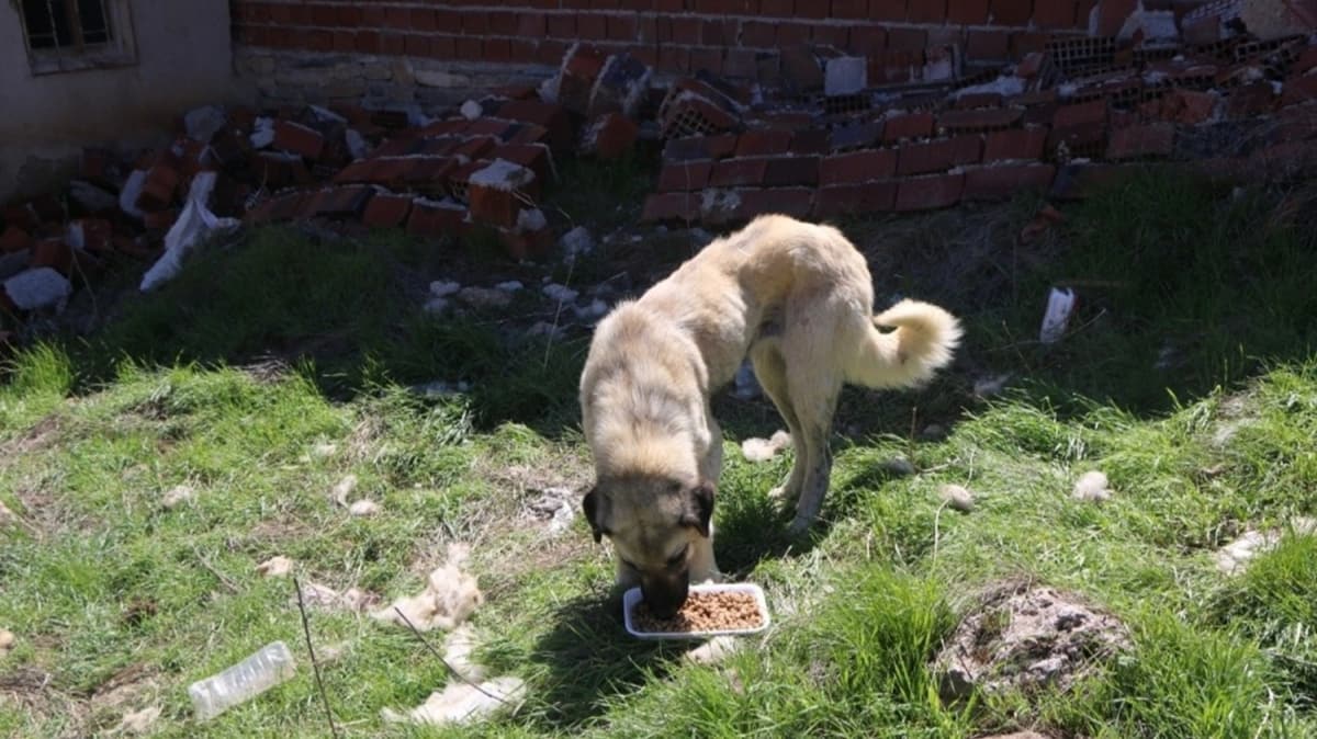 Kylerdeki sokak hayvanlar unutulmad 