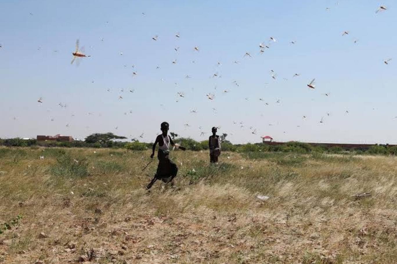 Afrika Kalk�nma Bankas�ndan '�ekirge istilas� g�da krizine yol a�abilir' uyar�s�