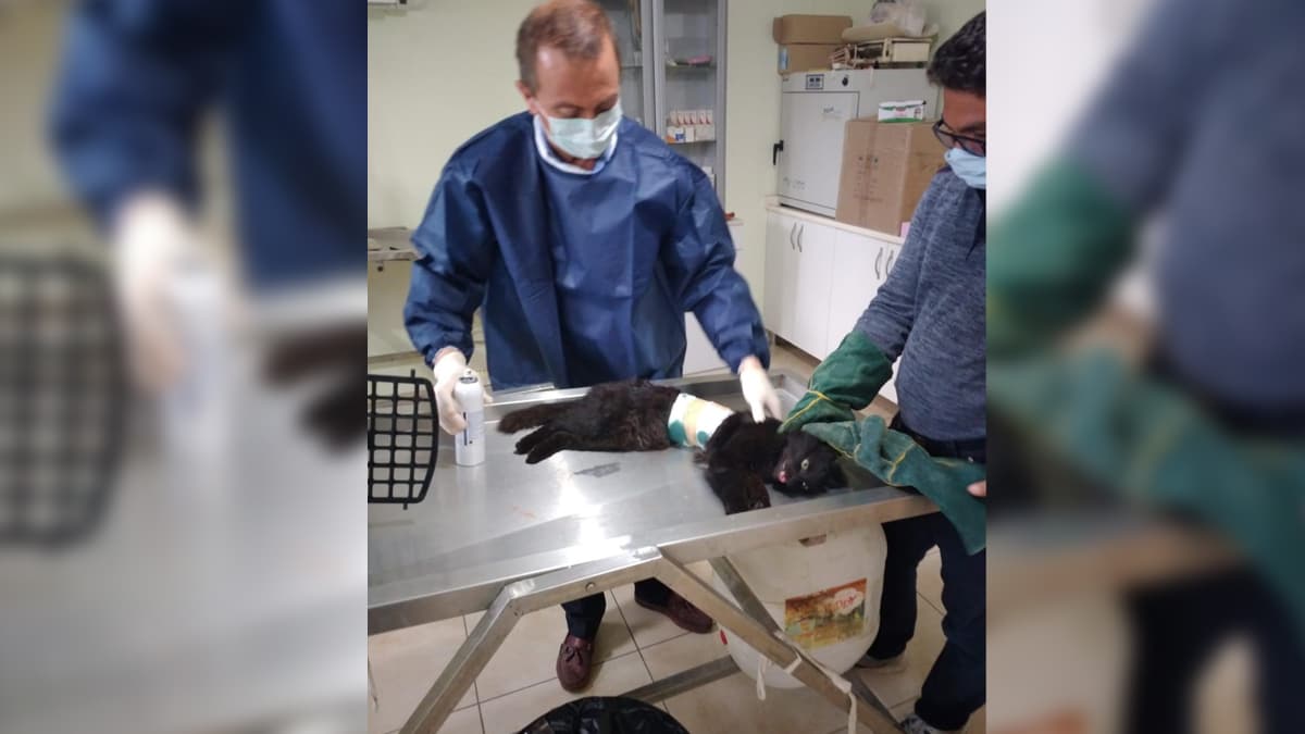 Karn�na demir korkuluk saplanan kedi, kurtar�ld�