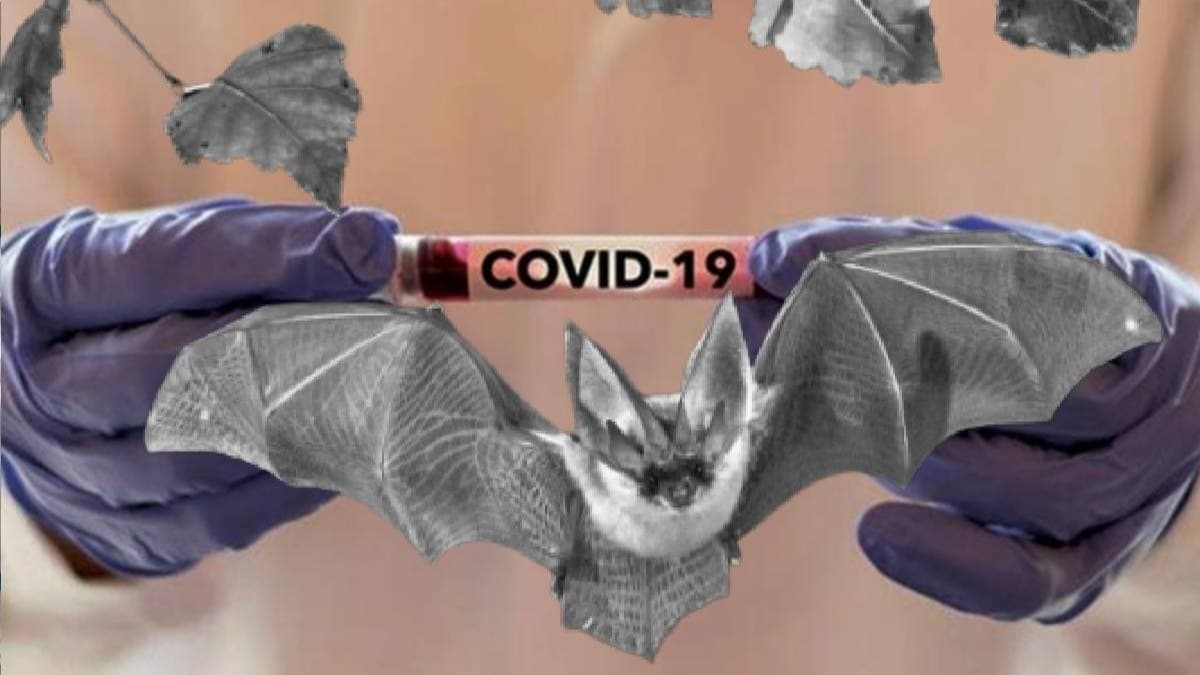 Bilim insanlar aklad! 6 yeni koronavirs tr ortaya kt