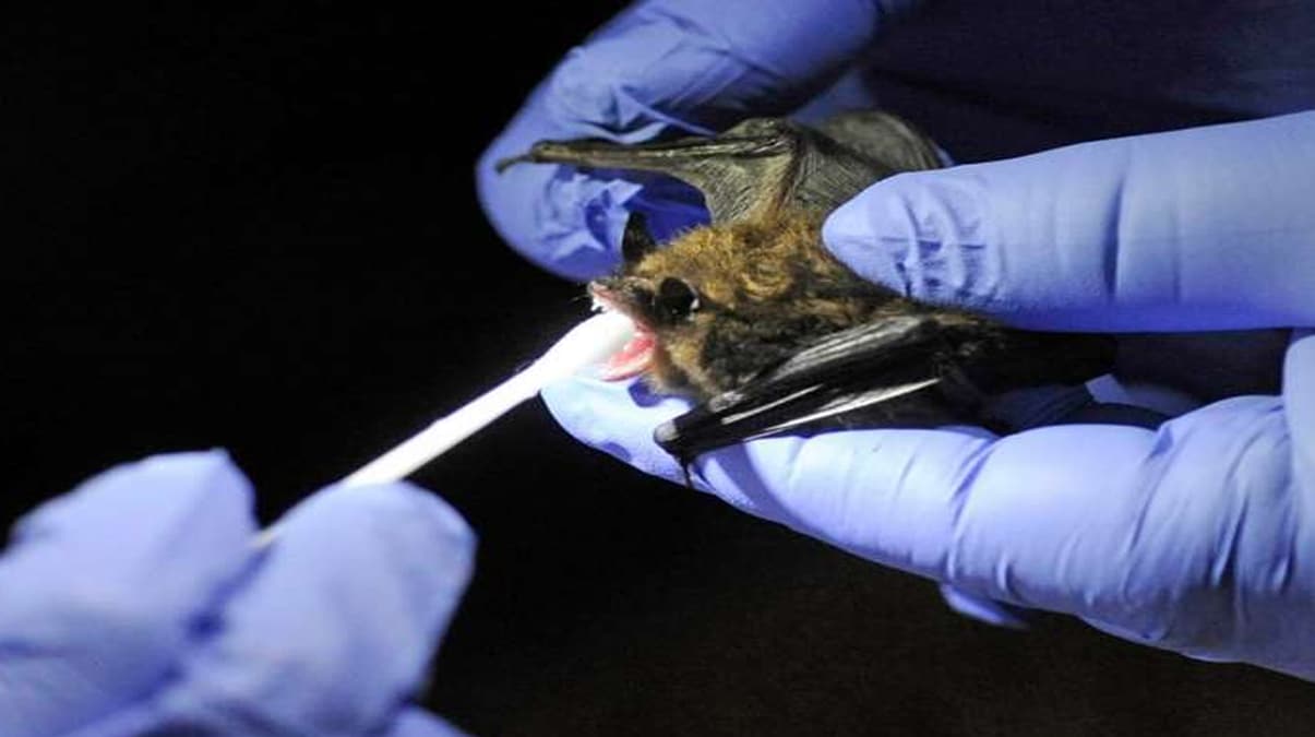 D�nya koronavir�sle sava��rken kritik a��klama! Yarasalarda yeni vir�s BtCoV tespit edildi