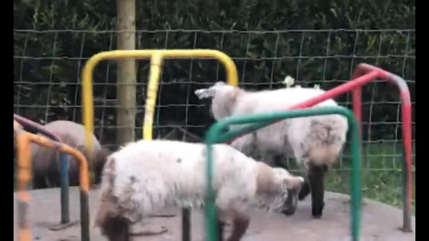 Karantina en ok onlara yarad! ocuklar gibi elendiler