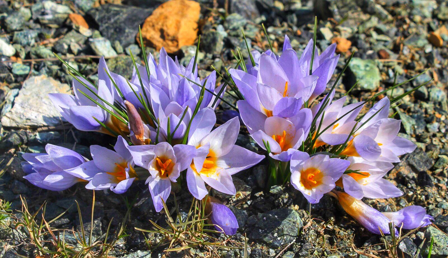 Sadece Kocaeli'de bulunuyor! Yeni bir t�r ke�fedildi