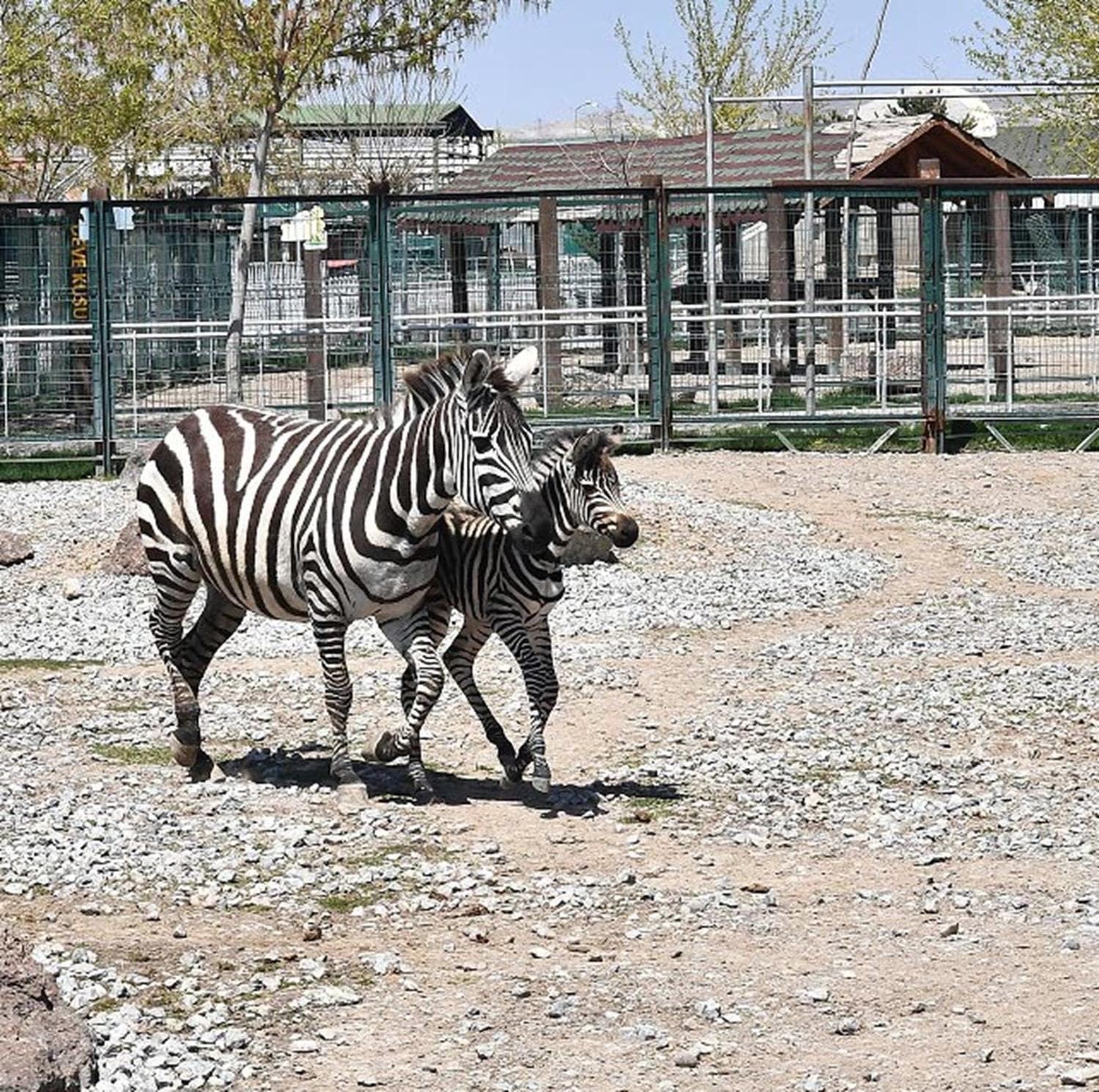 Kayseri'de yeni do�an zebraya 'Dilek' ismi verildi