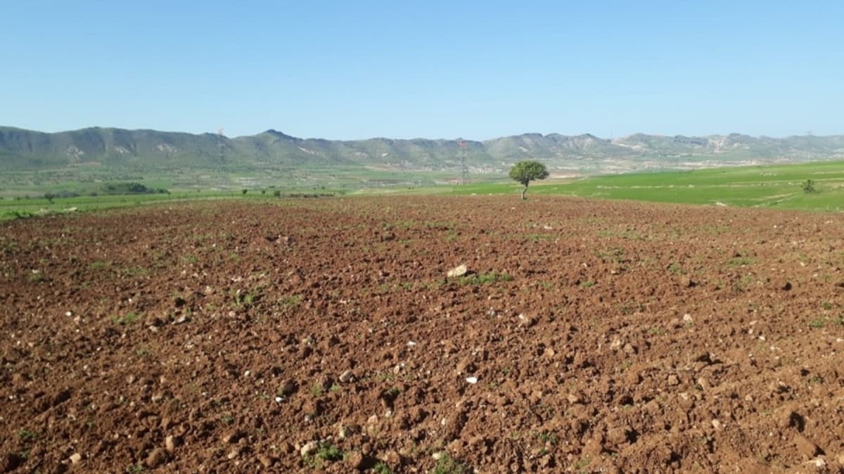 300 adet fstk fidan aldlar 