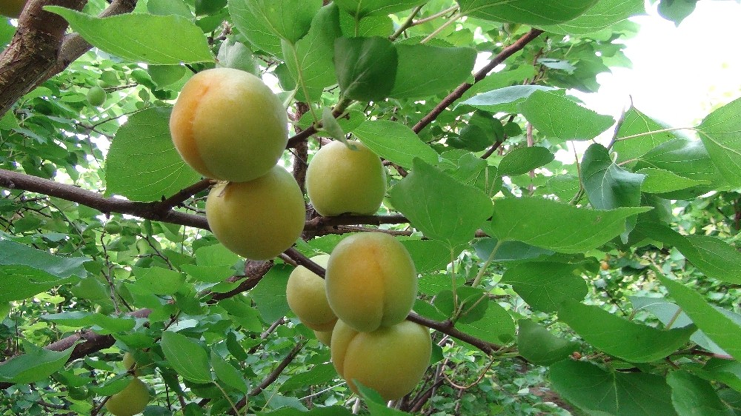 Y�l�n ilk kay�s� hasad� yap�ld�