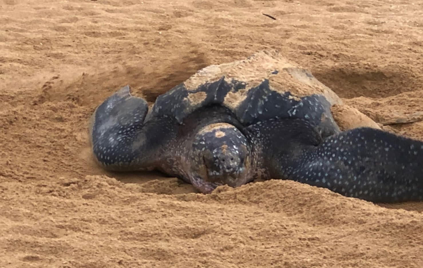 Tayland'da 20 y�l sonra bir ilk!