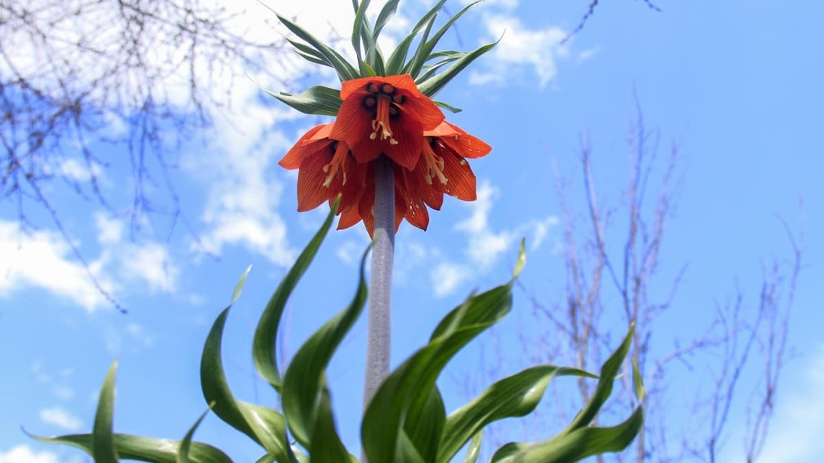 Ters laleler gz kamatryor