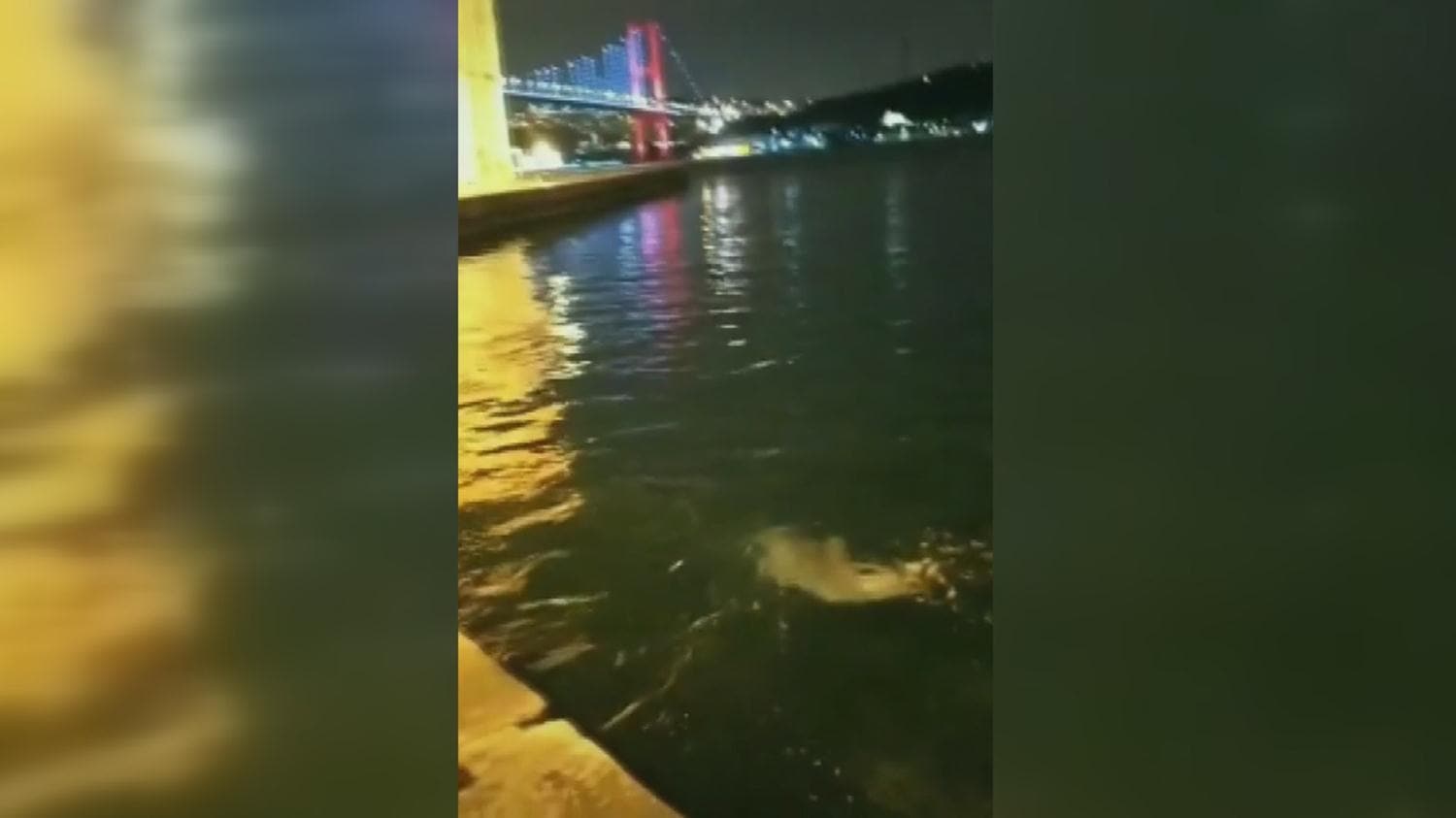 Yunuslar Ortak�y Sahil'de g�r�ld�