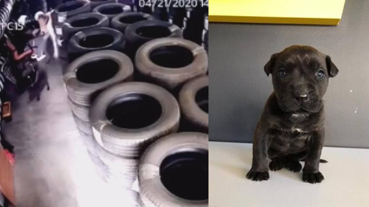 Yavru k�pe�i yere vurarak �ld�rm��t�...O cani yakaland�