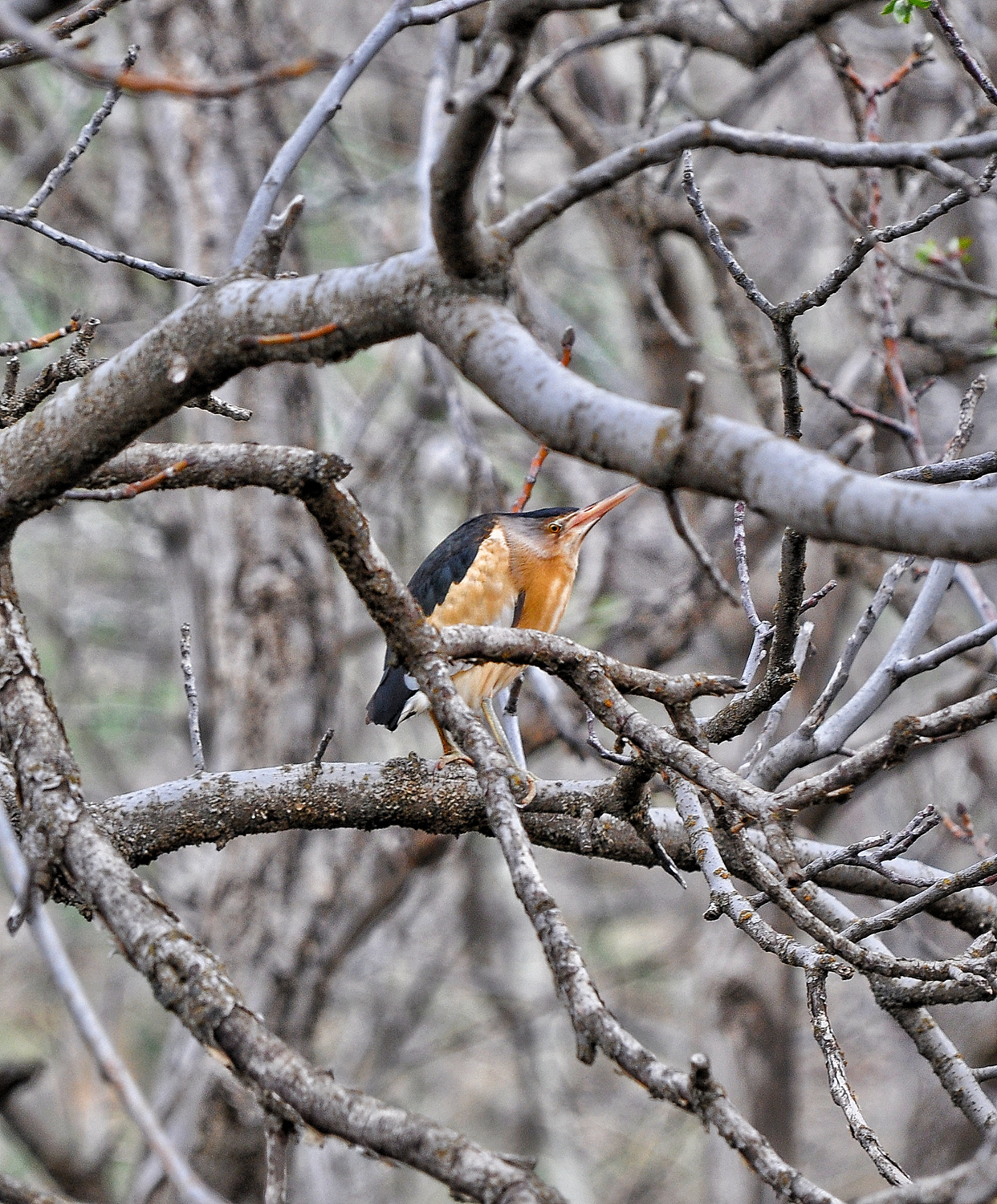 Nesli t�kenme tehlikesi alt�ndayd�! Hakkari'de g�r�nt�lendi