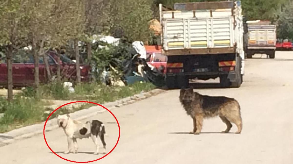 Ba��bo� pitbull, 2 sokak k�pe�ini par�alad�