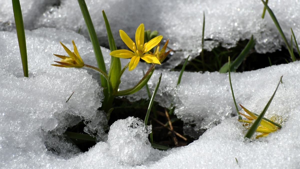 Kars'ta etkili olan kar gzel grntler oluturdu 